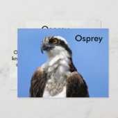 Osprey (4964) Postcard lernen Postkarte (Vorne/Hinten)