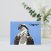 Osprey (4964) Postcard lernen Postkarte (Stehend Vorderseite)