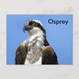 Osprey (4964) Postcard lernen Postkarte