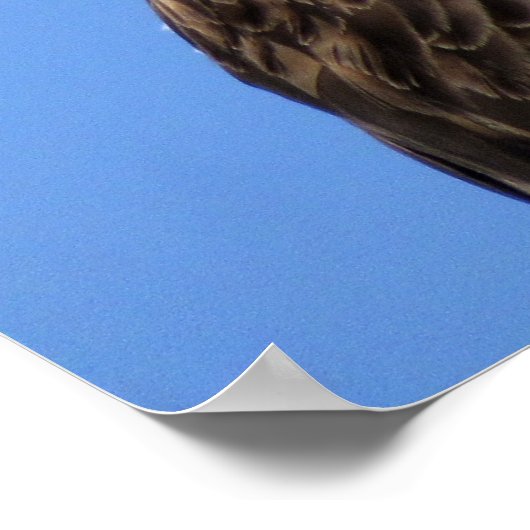 Osprey (4964) Poster (Ecke)