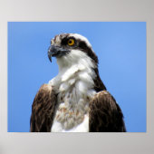 Osprey (4964) Poster (Vorne)