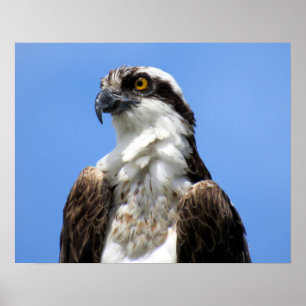Osprey (4964) Poster