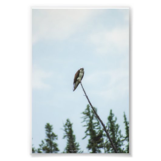 Osprey 9028 fotodruck (Vorne)