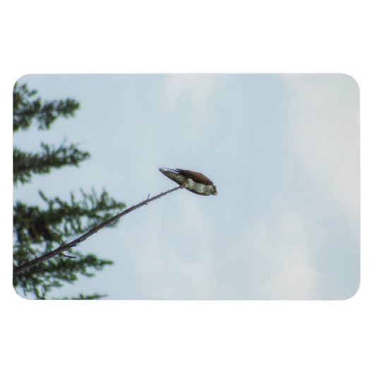 Osprey 9028 magnet (Horizontal)