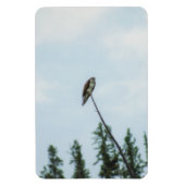 Osprey 9028 magnet (Vertikal)