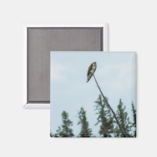 Osprey 9028 magnet (Vorderseite/Rückseite)