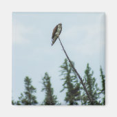 Osprey 9028 magnet (Vorne)