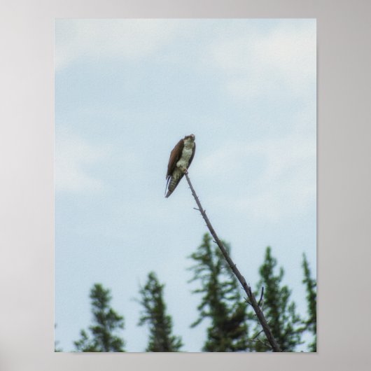 Osprey 9028 poster (Vorne)