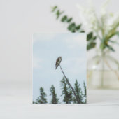 Osprey 9028 postkarte (Stehend Vorderseite)