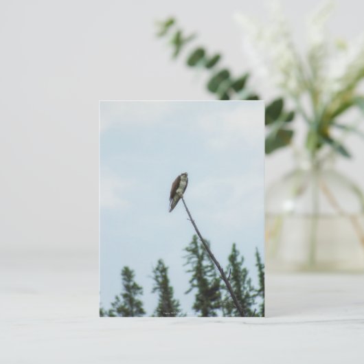 Osprey 9028 postkarte (Stehend Vorderseite)