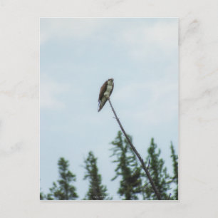 Osprey 9028 postkarte