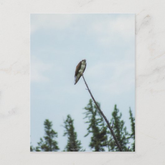 Osprey 9028 postkarte (Vorderseite)