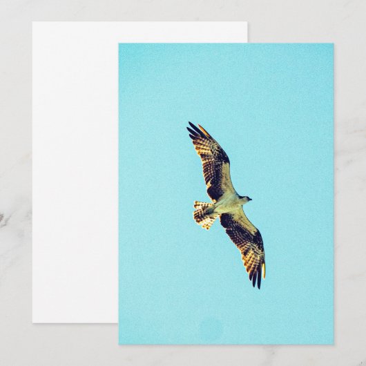 Osprey Art Einladung (Vorne/Hinten)