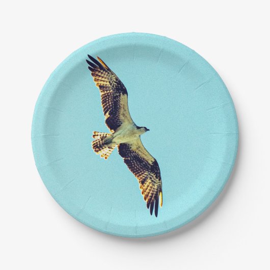 Osprey Art Pappteller (Vorderseite)