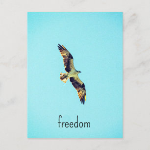 Osprey Art Postkarte