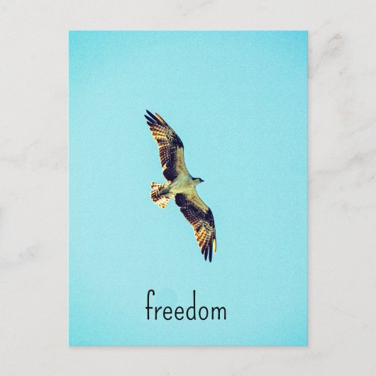 Osprey Art Postkarte (Vorderseite)