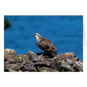 Osprey auf den Felsen