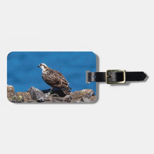 Osprey auf den Felsen Gepäckanhänger (Vorderseite horizontal)