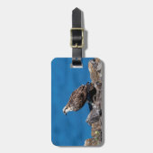 Osprey auf den Felsen Gepäckanhänger (Vorderseite vertikal)