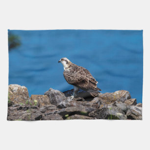 Osprey auf den Felsen Handtuch