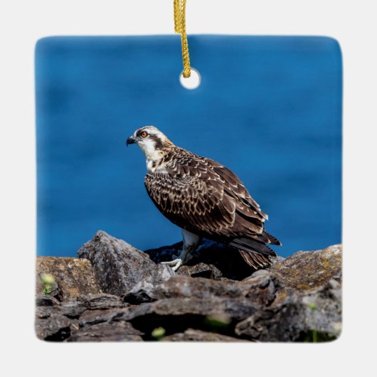 Osprey auf den Felsen Keramikornament (Vorderseite)