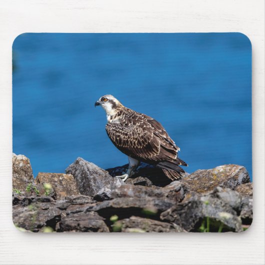 Osprey auf den Felsen Mousepad (Vorne)