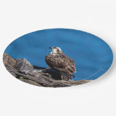 Osprey auf den Felsen Pappteller (Schrägansicht)