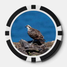 Osprey auf den Felsen Pokerchips
