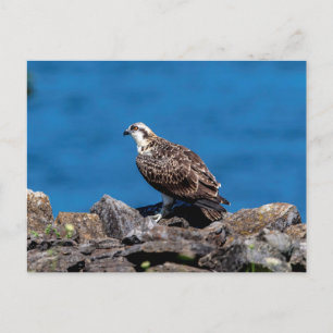 Osprey auf den Felsen Postkarte