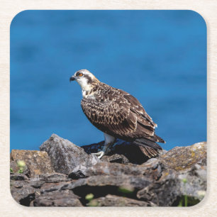 Osprey auf den Felsen Rechteckiger Pappuntersetzer