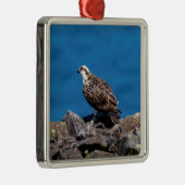 Osprey auf den Felsen Silbernes Ornament (Rechts)