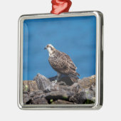 Osprey auf den Felsen Silbernes Ornament (Links)