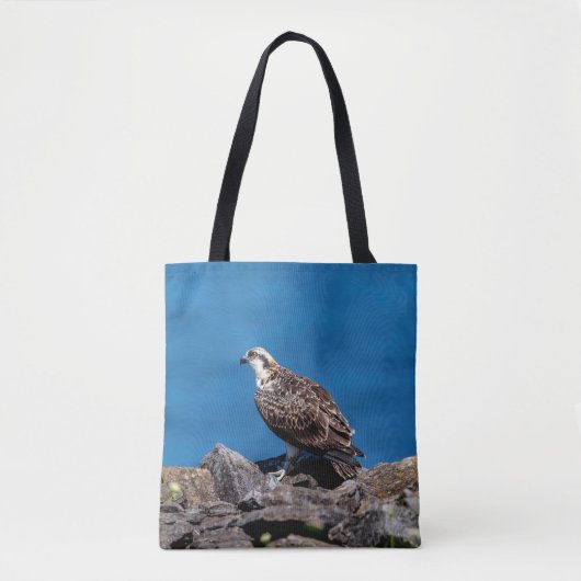 Osprey auf den Felsen Tasche (Vorderseite)