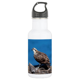 Osprey auf den Felsen Trinkflasche