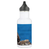 Osprey auf den Felsen Trinkflasche (Rechts)