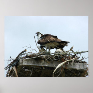 Osprey Babys in Nestplakat Poster