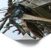 Osprey Babys in Nestplakat Poster (Ecke)