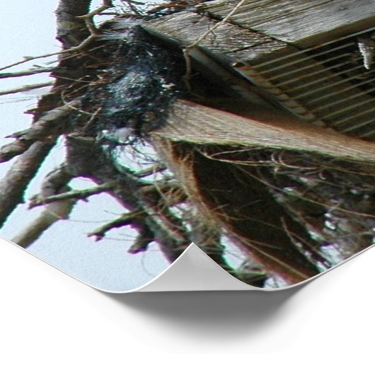 Osprey Babys in Nestplakat Poster (Ecke)