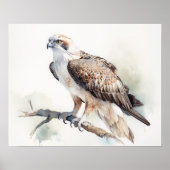 Osprey Bird Art Print Poster (Vorne)