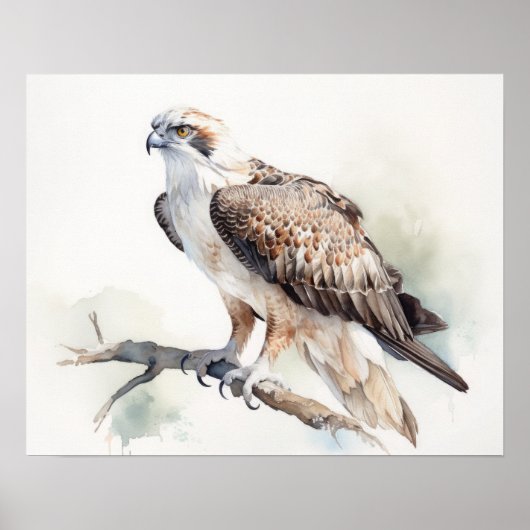 Osprey Bird Art Print Poster (Vorne)