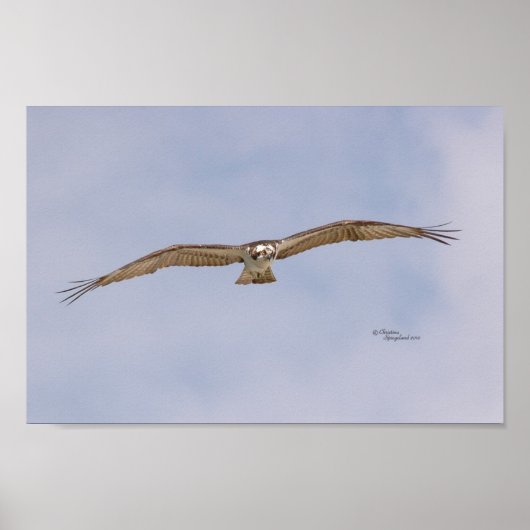 Osprey Bird Flying Poster (Vorne)