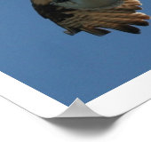 Osprey Bird & Halibut Fish Print Poster (Ecke)