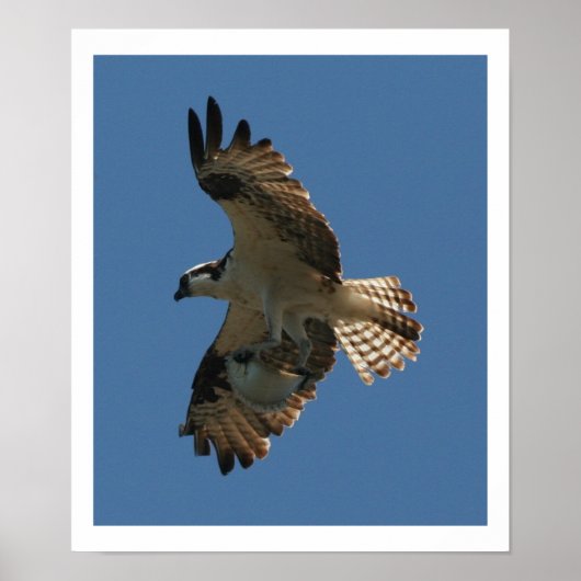 Osprey Bird & Halibut Fish Print Poster (Vorne)