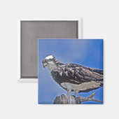Osprey Bird Magnet (Vorderseite/Rückseite)