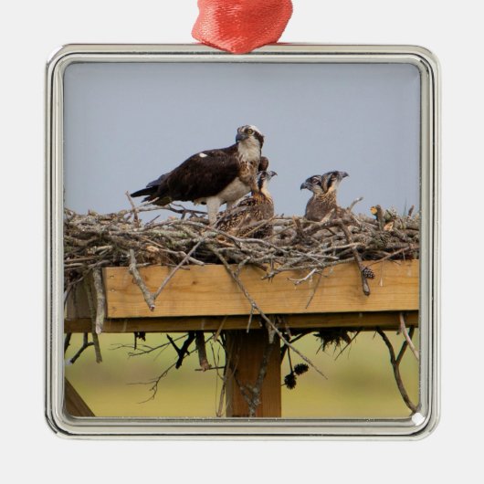 Osprey Bird Nest Ornament Aus Metall (Vorne)