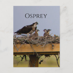 Osprey Bird Nest Postcard Postkarte