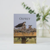 Osprey Bird Nest Postcard Postkarte (Stehend Vorderseite)