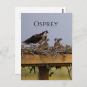 Osprey Bird Nest Postcard Postkarte (Vorne/Hinten)