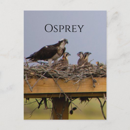 Osprey Bird Nest Postcard Postkarte (Vorderseite)