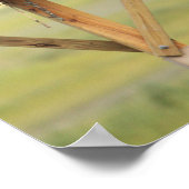 Osprey Bird Nest Poster (Ecke)